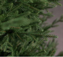 Рейтинг самых популярных ёлок 2025 года