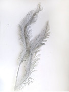 Ветка цикаса 90 см